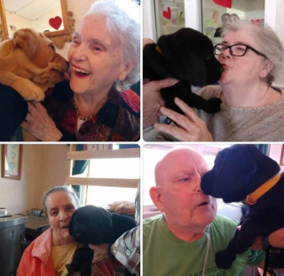 Illustration de l'article : 2 "Labradors de réconfort" sont emmenés dans une école américaine pour apaiser l’âme des enfants en détresse psychologique