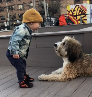 Illustration de l'article : Ce petit garçon est tout excité de rencontrer un chien pour la première fois de sa vie ! (vidéo)