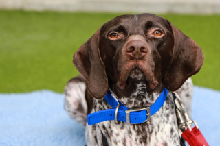 Illustration de l'article : Vidéo : après 3 opérations et plusieurs mois d’immobilisation, ce chien apprend enfin à marcher