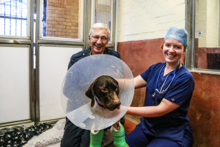 Illustration de l'article : Vidéo : après 3 opérations et plusieurs mois d’immobilisation, ce chien apprend enfin à marcher