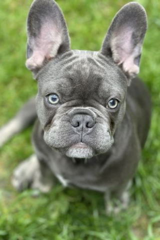 Illustration de l'article : Vidéo : depuis qu’il a goûté à l’eau en bouteille, ce chien refuse de boire celle du robinet !