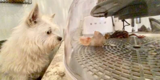 Illustration de l'article : Vidéo : Une chienne trouve un œuf mystérieux dans son jardin, et veille sur lui jusqu’à son éclosion