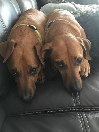 Illustration de l'article : Une femme adopte un chien, puis le réunit avec son frère et sa sœur sans le savoir