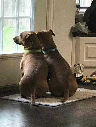 Illustration de l'article : Une femme adopte un chien, puis le réunit avec son frère et sa sœur sans le savoir