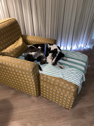 Illustration de l'article : Alors qu’elle fête son anniversaire, une femme trouve un chien errant et décide de le garder