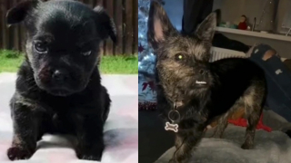 Illustration de l'article : Une femme croit adopter un jeune Bouledogue Français, puis elle réalise qu’elle a été dupée (vidéo)