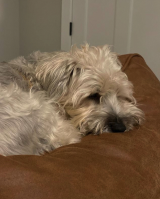 Illustration de l'article : Un chien se roule dans l’herbe au point de devenir totalement vert