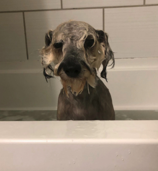 Illustration de l'article : Un chien se roule dans l’herbe au point de devenir totalement vert