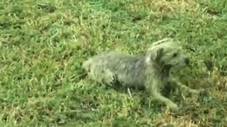 Illustration de l'article : Un chien se roule dans l’herbe au point de devenir totalement vert