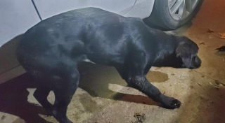 Illustration de l'article : En pleine nuit, un homme trouve un Labrador apeuré sous sa voiture et tente de comprendre ce qu’il lui est arrivé