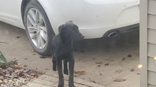 Illustration de l'article : En pleine nuit, un homme trouve un Labrador apeuré sous sa voiture et tente de comprendre ce qu’il lui est arrivé