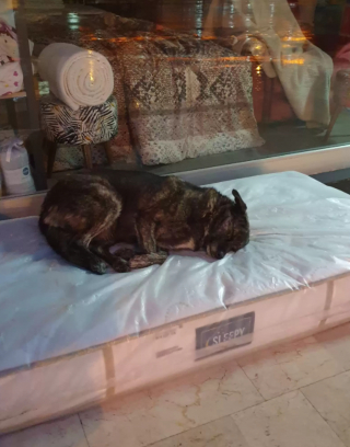 Illustration de l'article : Devant ce magasin de meuble, il y a toujours un matelas pour les chiens errants qui veulent se reposer