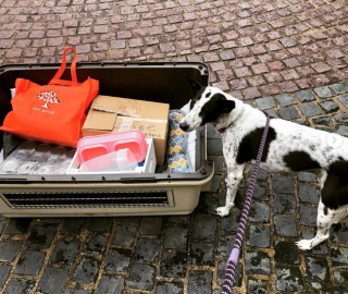 Illustration de l'article : 6 ans d’attente et des milliers d’euros : c’est ce qu’aura coûté ce chien à un couple qui souhaitait le rapatrier