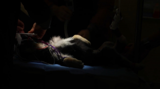 Illustration de l'article : Un chiot né avec 6 pattes, 4 testicules et 2 pénis survit miraculeusement et se fait opérer pour démarrer une nouvelle vie