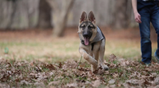Illustration de l'article : Un chiot né avec 6 pattes, 4 testicules et 2 pénis survit miraculeusement et se fait opérer pour démarrer une nouvelle vie