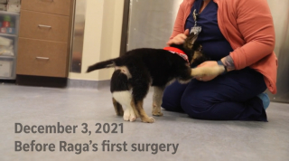 Illustration de l'article : Un chiot né avec 6 pattes, 4 testicules et 2 pénis survit miraculeusement et se fait opérer pour démarrer une nouvelle vie