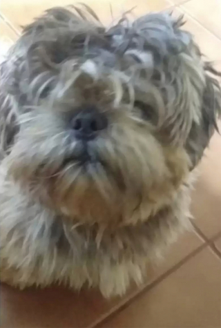 Illustration de l'article : Un chien rentre du toiletteur avec une nouvelle coupe : son ami chat ne le reconnaît même pas !