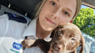 Illustration de l'article : Le combat des associations pour sauver Bow et Bandit, enfermés pendant toute une journée dans un véhicule au soleil