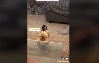 Illustration de l'article : Vidéo : Pris en flagrant délit de bêtise, ce Yorkshire Terrier fait comme si de rien n’était