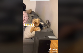 Illustration de l'article : Vidéo : Pris en flagrant délit de bêtise, ce Yorkshire Terrier fait comme si de rien n’était
