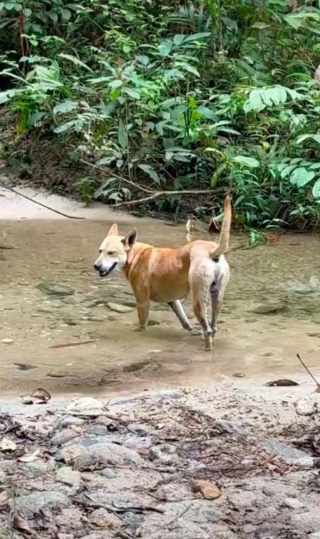 Illustration de l'article : Vidéo : Un chien errant rencontre des randonneurs et décide de les guider pendant plus de 12 kilomètres