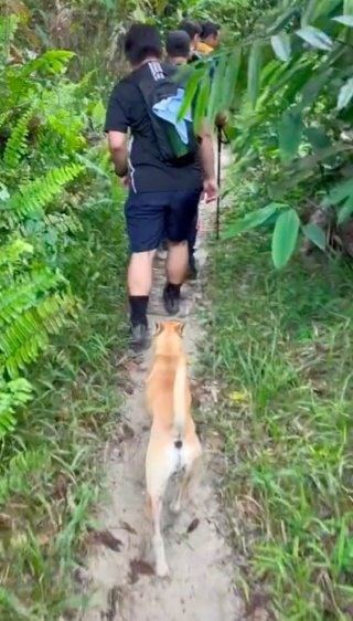 Illustration de l'article : Vidéo : Un chien errant rencontre des randonneurs et décide de les guider pendant plus de 12 kilomètres
