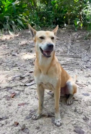 Illustration de l'article : Vidéo : Un chien errant rencontre des randonneurs et décide de les guider pendant plus de 12 kilomètres