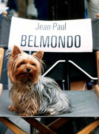 Illustration de l'article : Comme un 6e sens, la chienne du regretté Jean-Paul Belmondo avait pressenti le danger lors d’un tournage (vidéo)