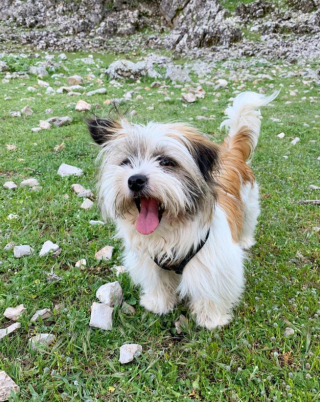 Illustration de l'article : Une chienne livrée à elle-même dans les montagnes s’est faite repérer en courant derrière un véhicule (vidéo)
