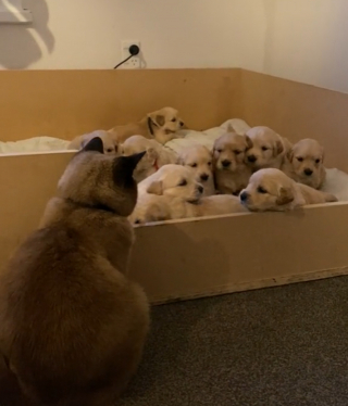 Illustration de l'article : Maman Golden est fatiguée ? Pas de problème, le chat de la maison prend le relais ! (vidéo)