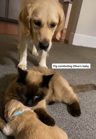 Illustration de l'article : Maman Golden est fatiguée ? Pas de problème, le chat de la maison prend le relais ! (vidéo)