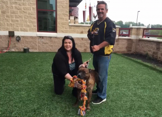 Illustration de l'article : Vidéo : Après 10 mois passés en refuge, et un faux espoir, ce chien n’en peut plus et pleure en permanence 