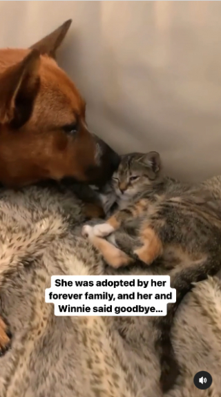 Illustration de l'article : Vidéo : Winnie le chien retrouve sa meilleure amie féline Bobbie après une année loin l'une de l'autre