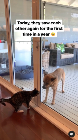 Illustration de l'article : Vidéo : Winnie le chien retrouve sa meilleure amie féline Bobbie après une année loin l'une de l'autre