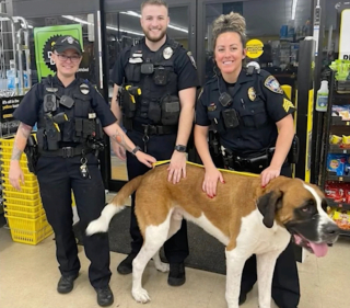 Illustration de l'article : Vidéo : Un gros chien entre dans un magasin et personne n’arrive à le faire sortir !