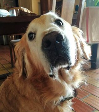 Illustration de l'article : Ce Golden Retriever âgé vit une deuxième jeunesse depuis qu’il a trouvé une famille aimante