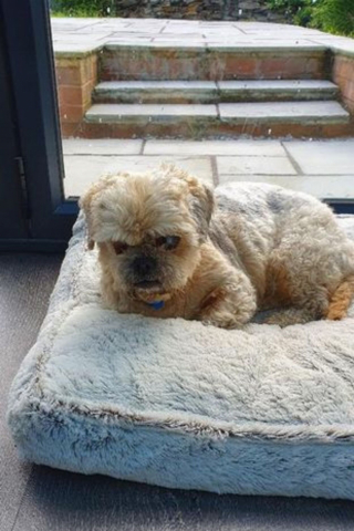 Illustration de l'article : Depuis qu’il a démarré sa nouvelle vie, ce chien abandonné et aveugle ne peut plus se passer d’une brosse qui le réconforte