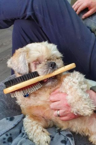 Illustration de l'article : Depuis qu’il a démarré sa nouvelle vie, ce chien abandonné et aveugle ne peut plus se passer d’une brosse qui le réconforte