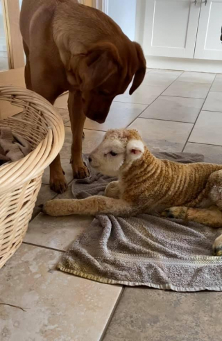 Illustration de l'article : Une chienne prend soin d’un agneau abandonné à la naissance et l’aide à survivre