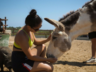 Illustration de l'article : Les bénévoles d’un refuge ont cru rêver lorsqu’ils ont reçu un don anonyme de 70 000 €