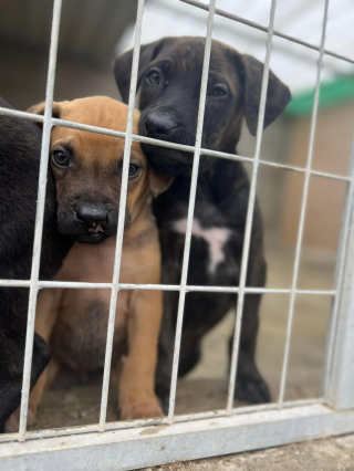 Illustration de l'article : Les bénévoles d’un refuge ont cru rêver lorsqu’ils ont reçu un don anonyme de 70 000 €