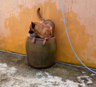 Illustration de l'article : Un Berger Belge Malinois transforme un gros pot de fleurs en une piscine pour se rafraîchir (vidéo)