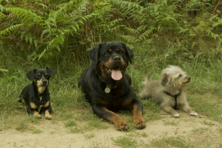 Illustration de l'article : Alors qu’elle souffle sa dixième bougie, une chienne rencontre celle qui va changer sa vie