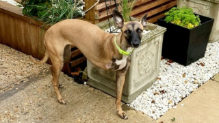 Illustration de l'article : Le handicap de cette chienne abandonnée a été un frein pour ses anciens propriétaires, mais pas pour les Hofford