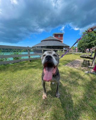 Illustration de l'article : Des dizaines de citoyens s’impliquent pour offrir à ce chien condamné les meilleurs derniers instants