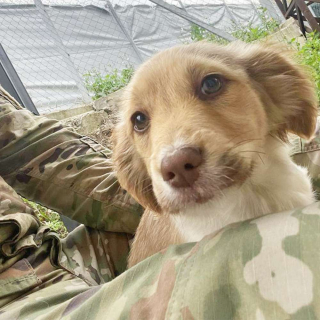 Illustration de l'article : 3 militaires en mission sauvent une portée de 3 chiots et souhaitent les rapatrier pour les adopter