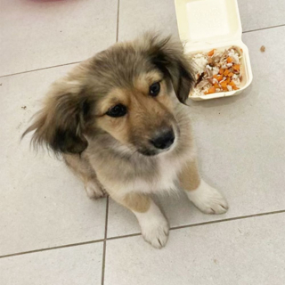 Illustration de l'article : 3 militaires en mission sauvent une portée de 3 chiots et souhaitent les rapatrier pour les adopter