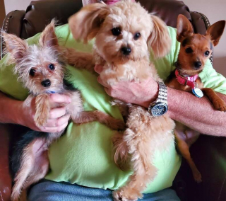 Illustration de l'article : La métamorphose étonnante de trois frères chiots qui ne se ressemblent plus du tout à l'âge adulte