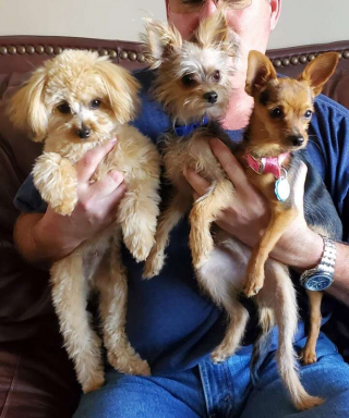 Illustration de l'article : La métamorphose étonnante de trois frères chiots qui ne se ressemblent plus du tout à l'âge adulte