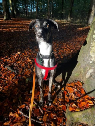 Illustration de l'article : Seule une opération de la hanche pourrait soulager les douleurs de ce chien, qui ne peut pas avoir une vie normale